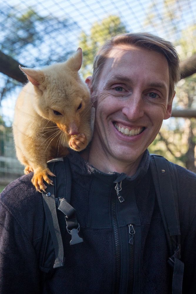 Albino Possum