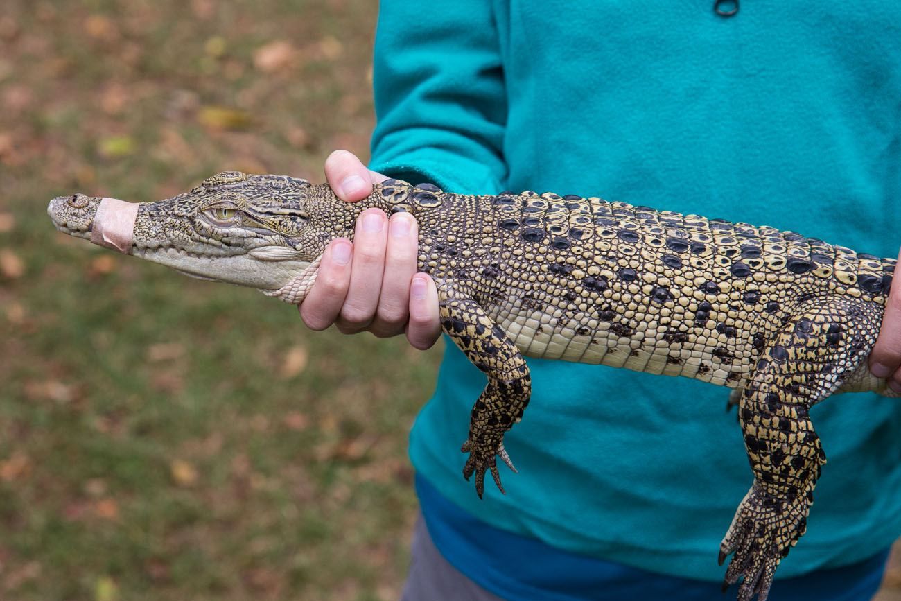 Baby Crocodile