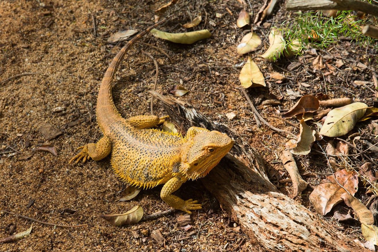 Bearded Dragon