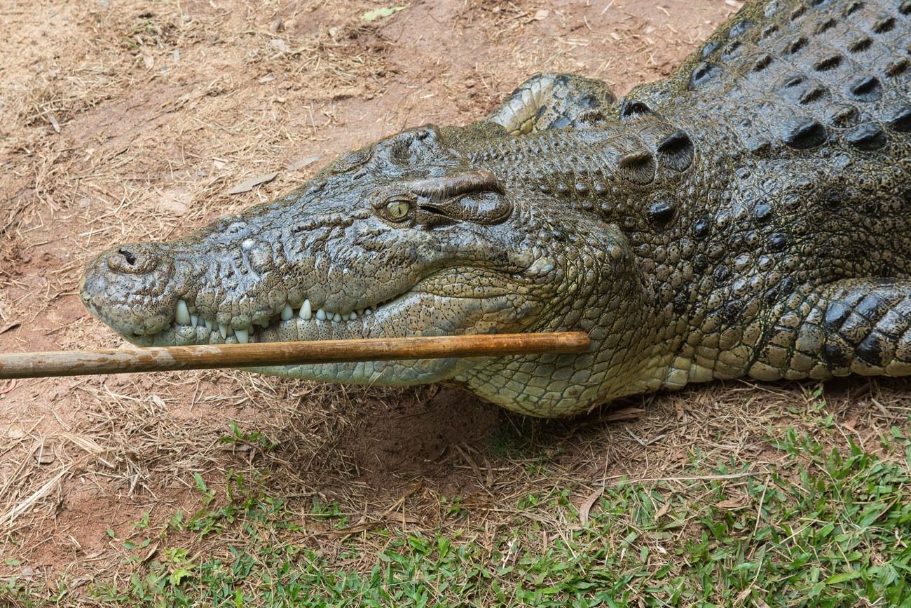 Big Crocodile