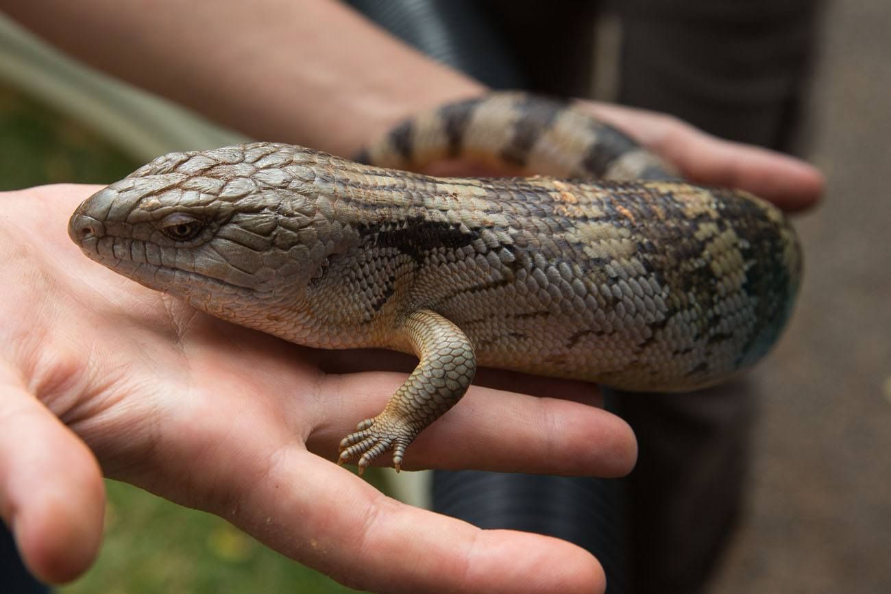 Blue Tongued Lizard