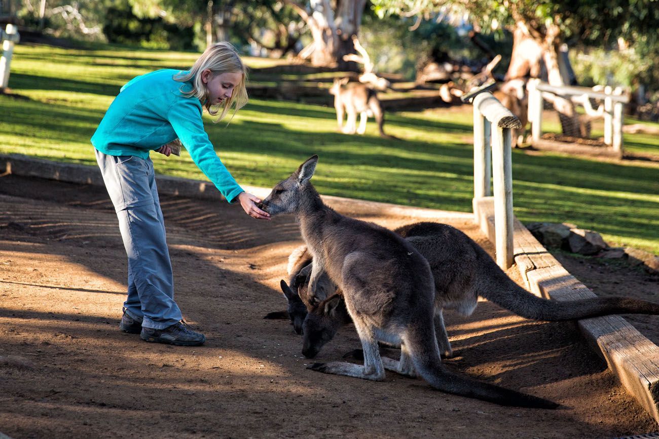 Bonorong Sanctuary