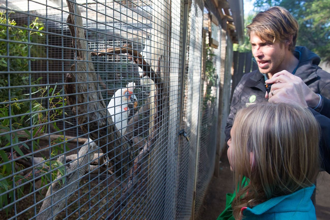 Bonorong Tour