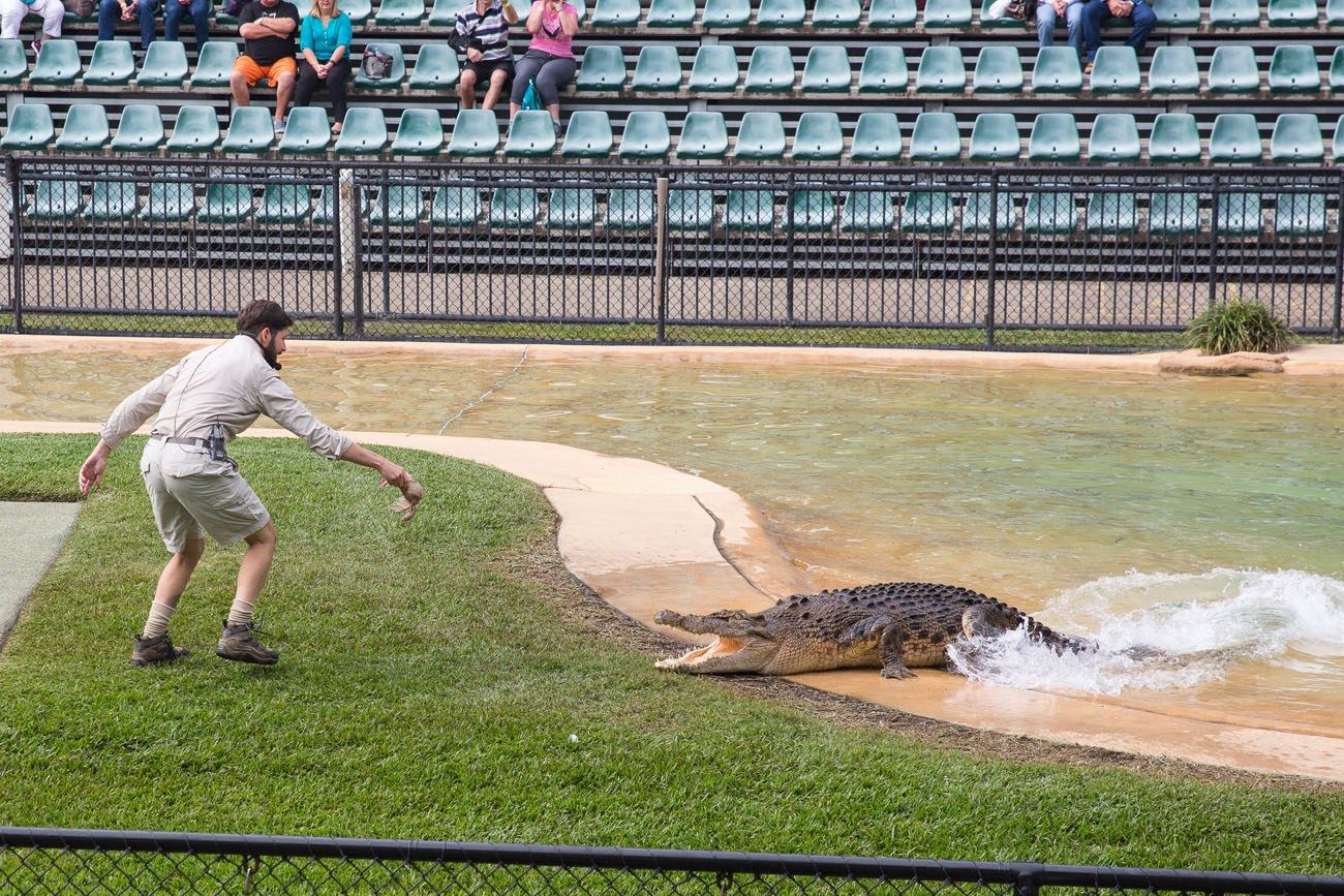 Crocodile Show