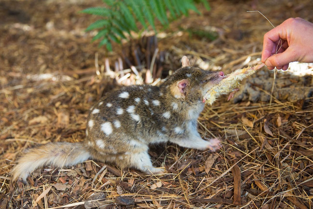 Eastern Quoll