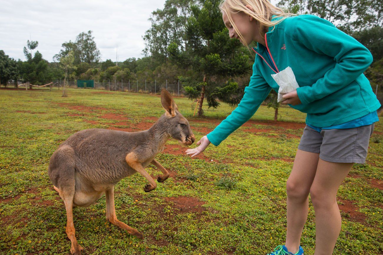 Feeding a Kangaroo