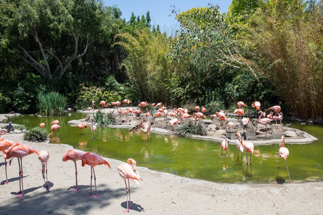 Flamingoes