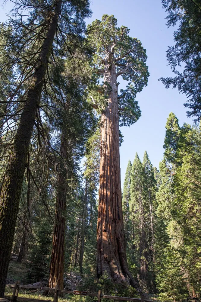 General Grant Tree