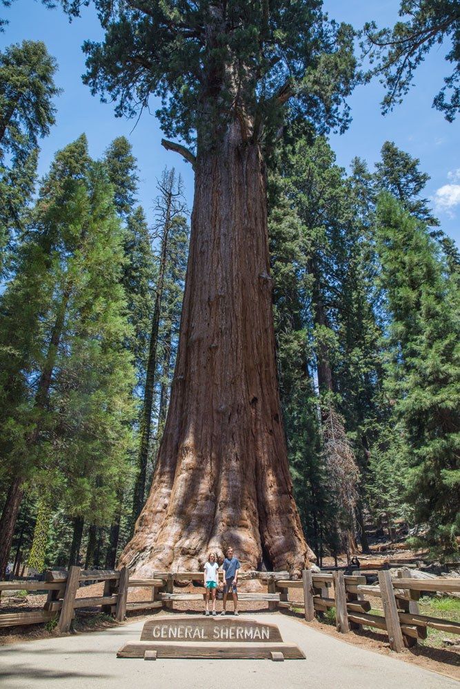 General Sherman Tree