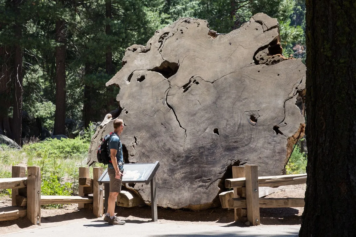 Huge Tree Trunk