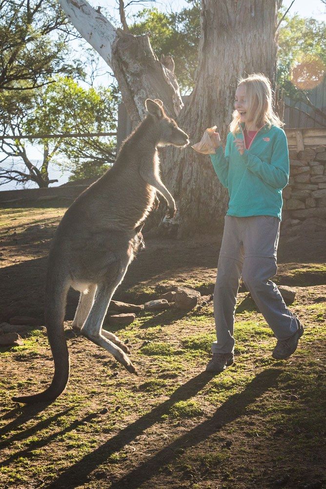 Kangaroo