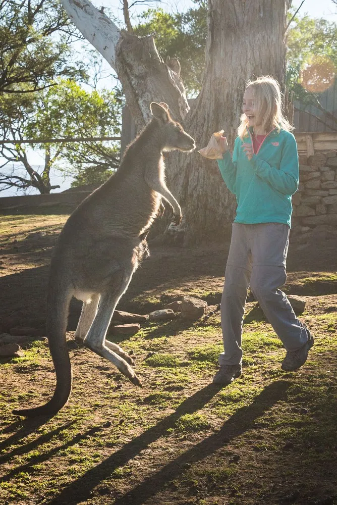 Kangaroo