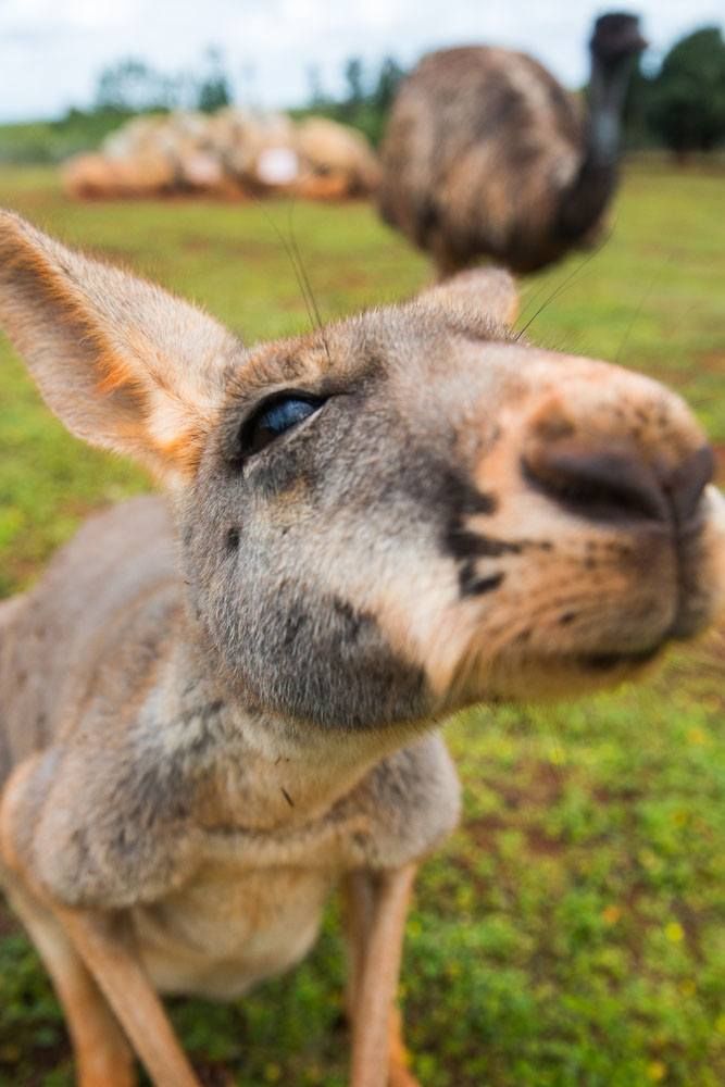 Kangaroo Face