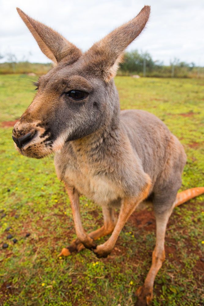 Kangaroo