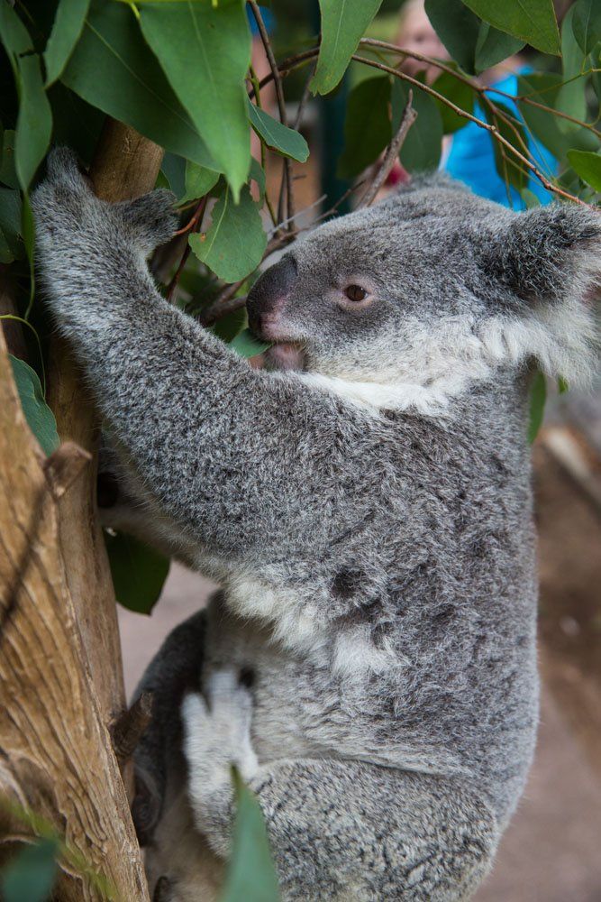 Koala