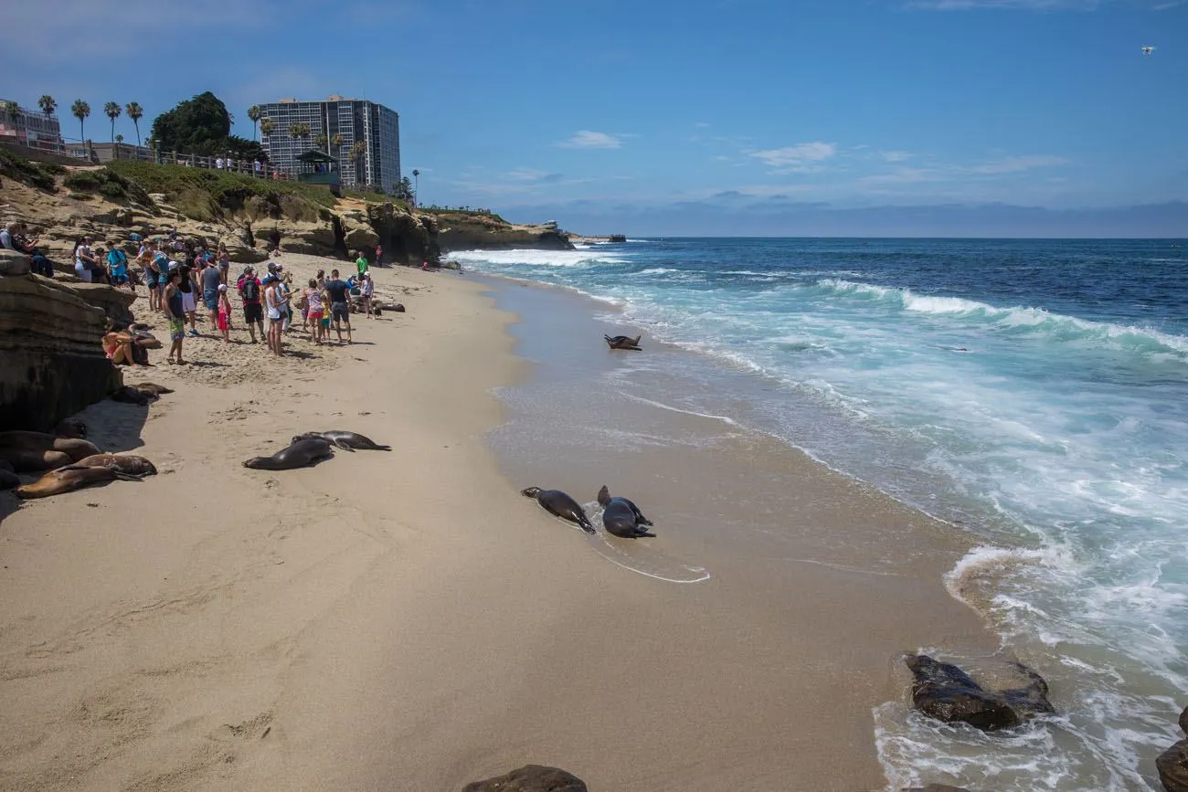 La Jolla Seals best things to do in San Diego