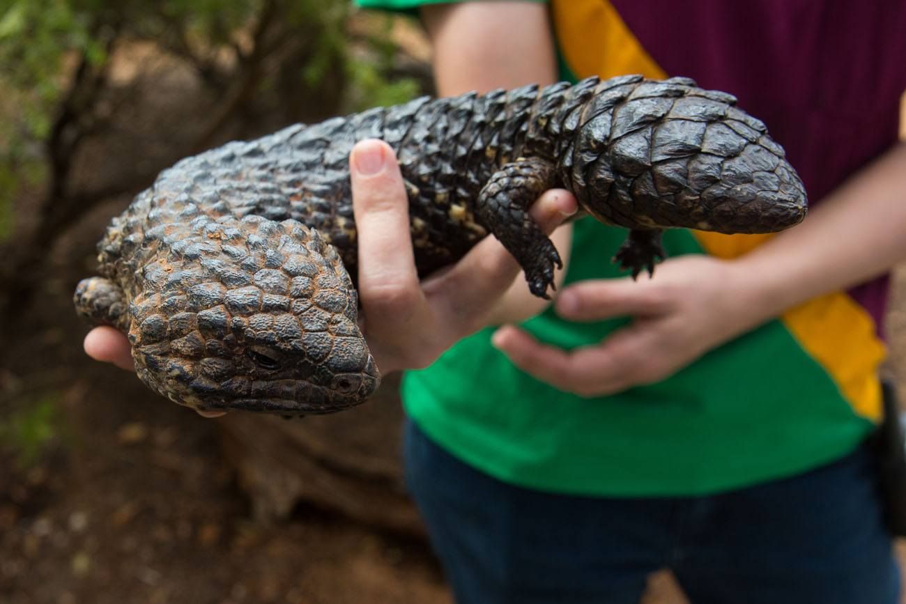 Shingleback Skink