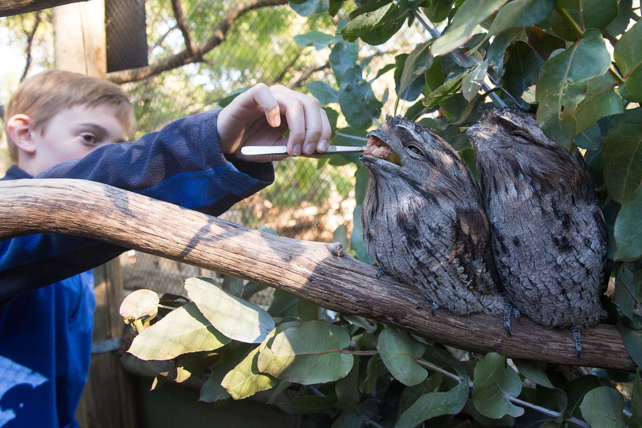 Tawny Frogmouth