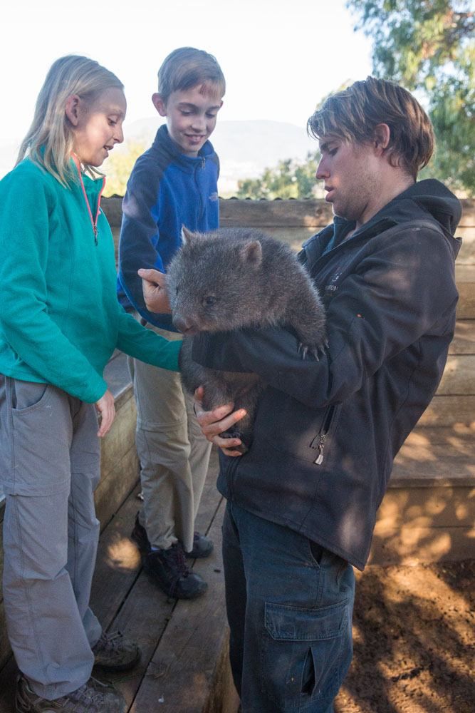 Wombat