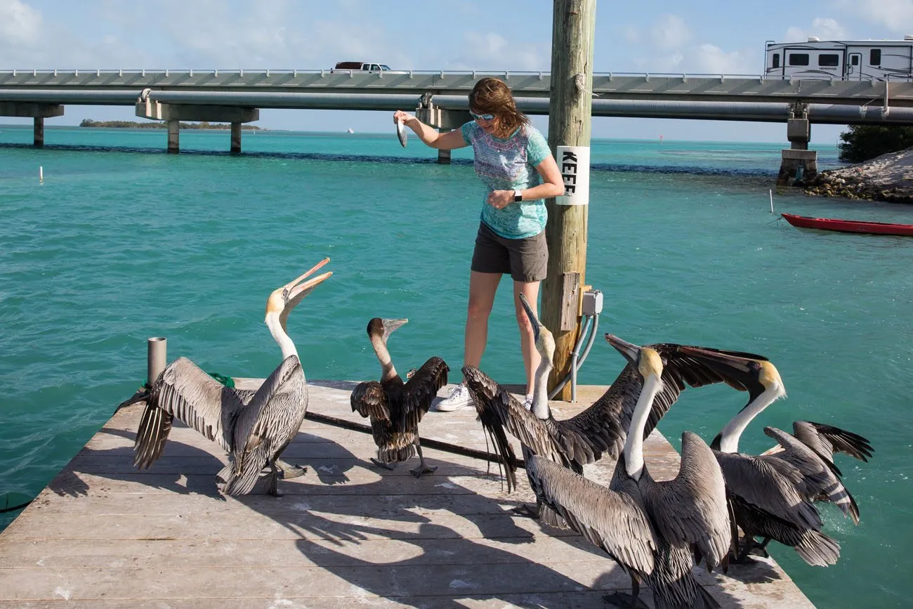 Cornered by Pelicans