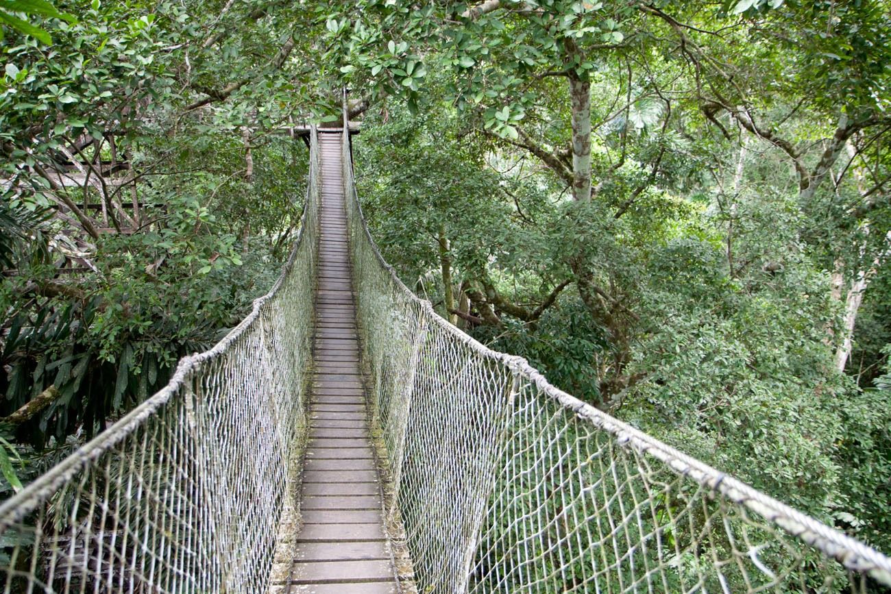 Jungle Canopy