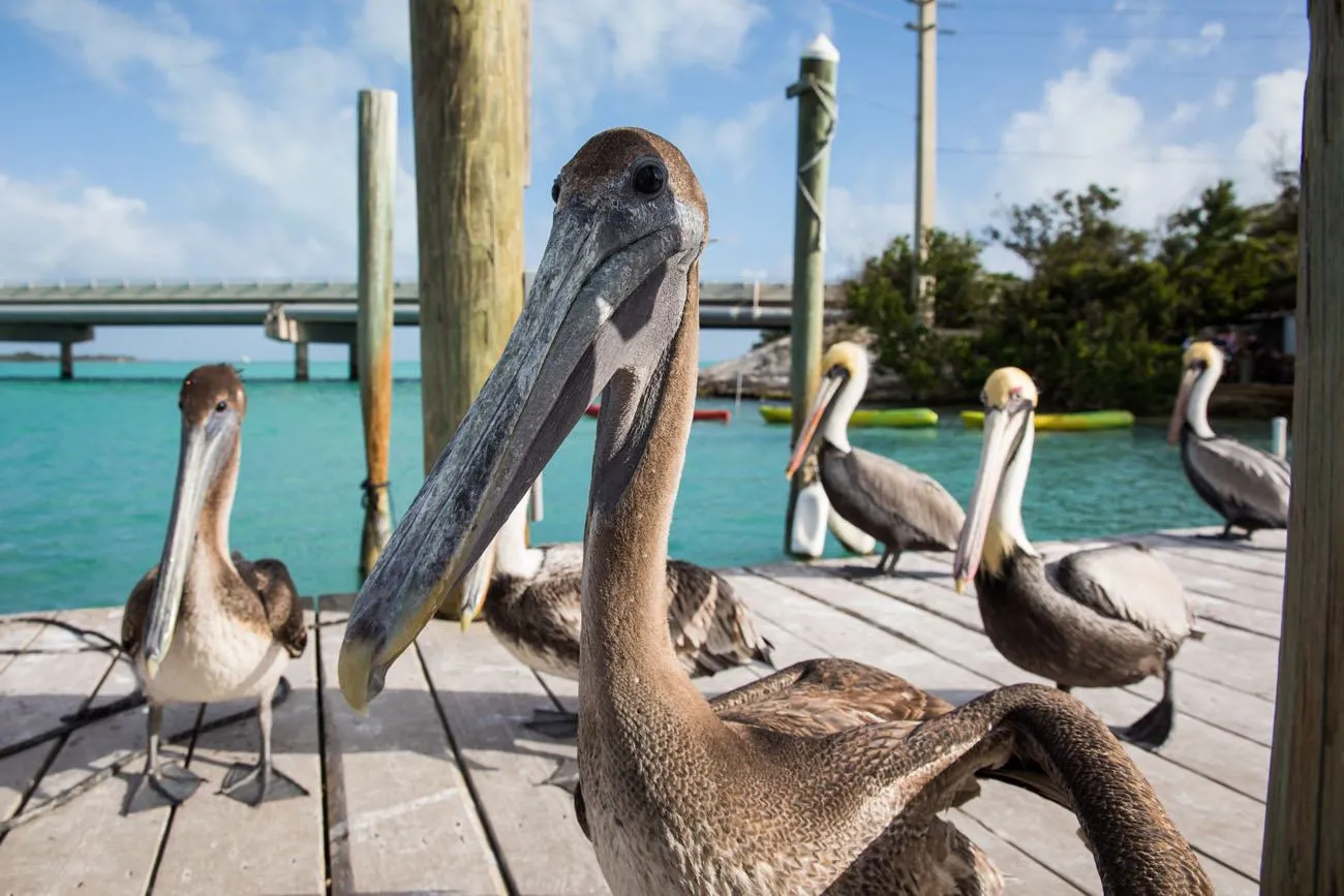 Pelicans Florida Keys | Things to Do in the Florida Keys