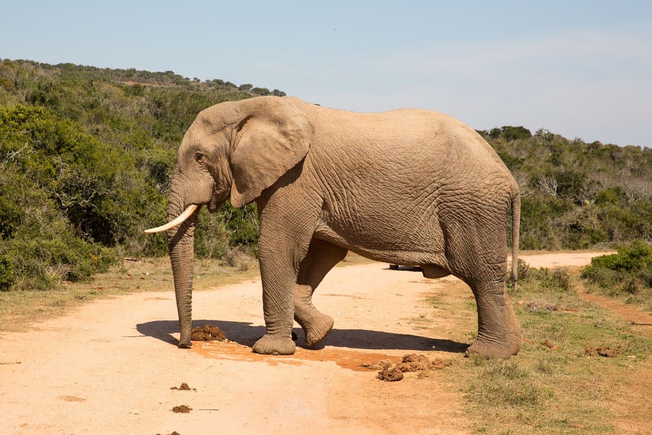 Addo Elephant