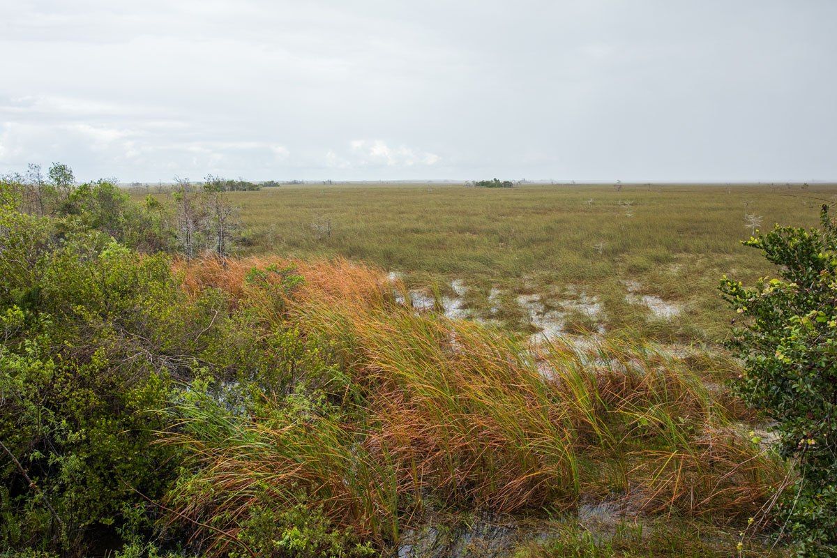 Everglades Overlook