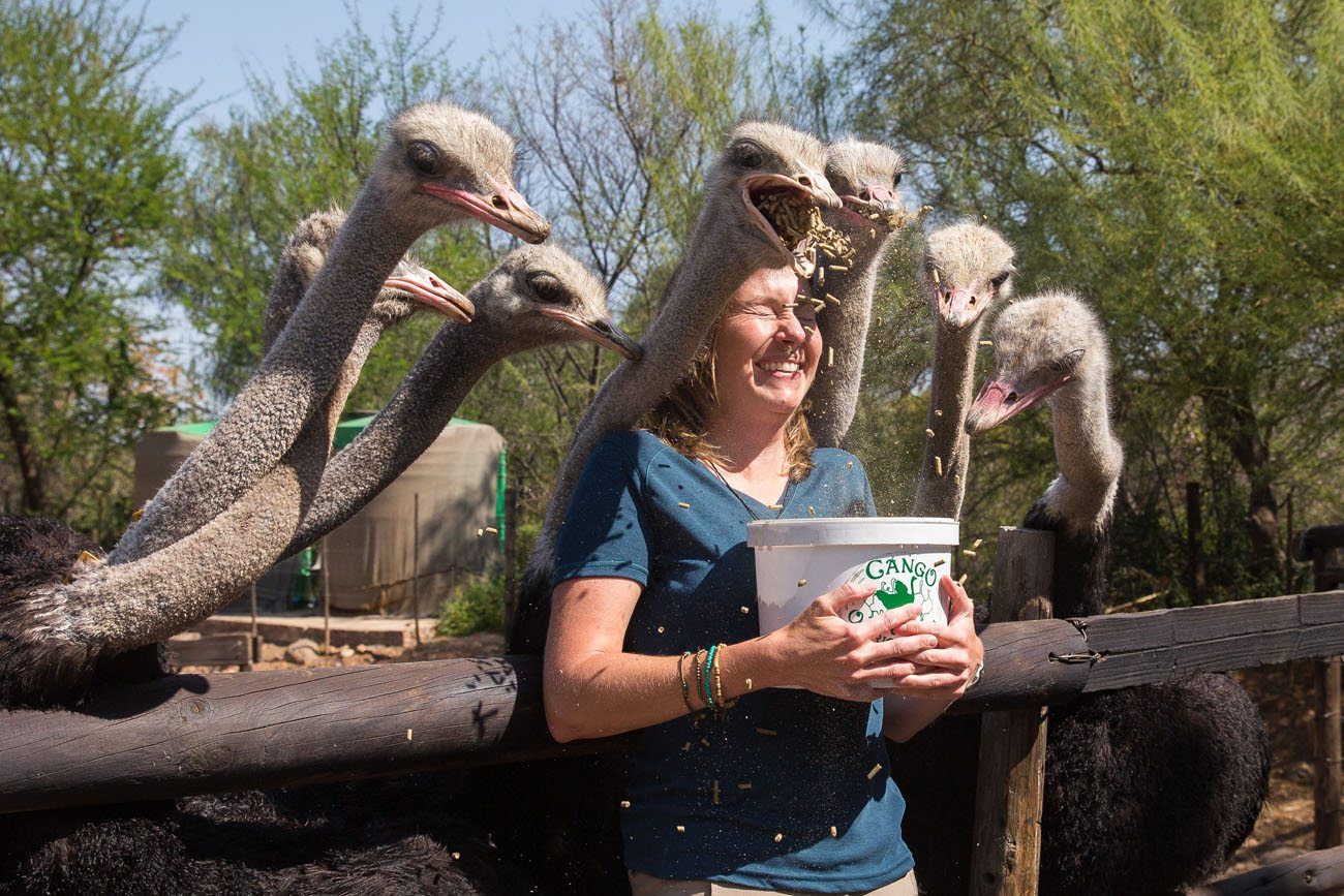 Julie and Ostriches