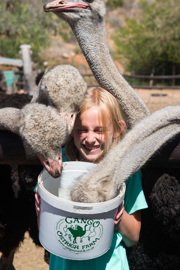 Kara and ostriches