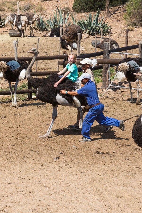 Kara on an ostrich