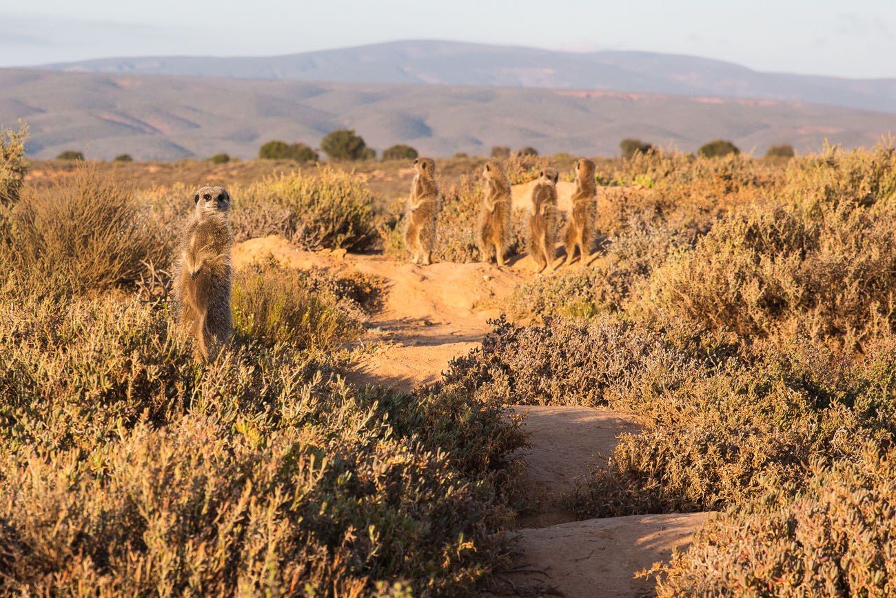 Meerkats