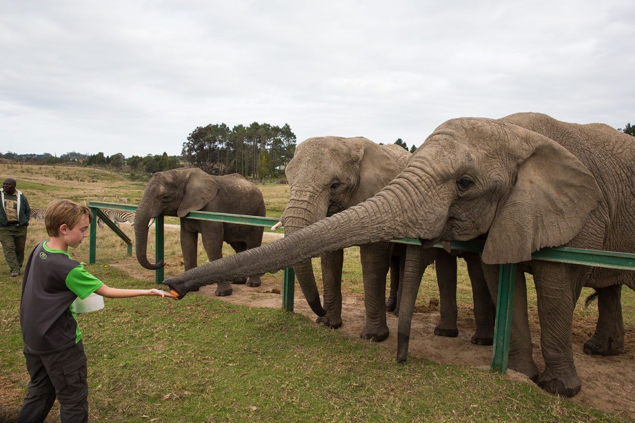 Tyler feeding elephant