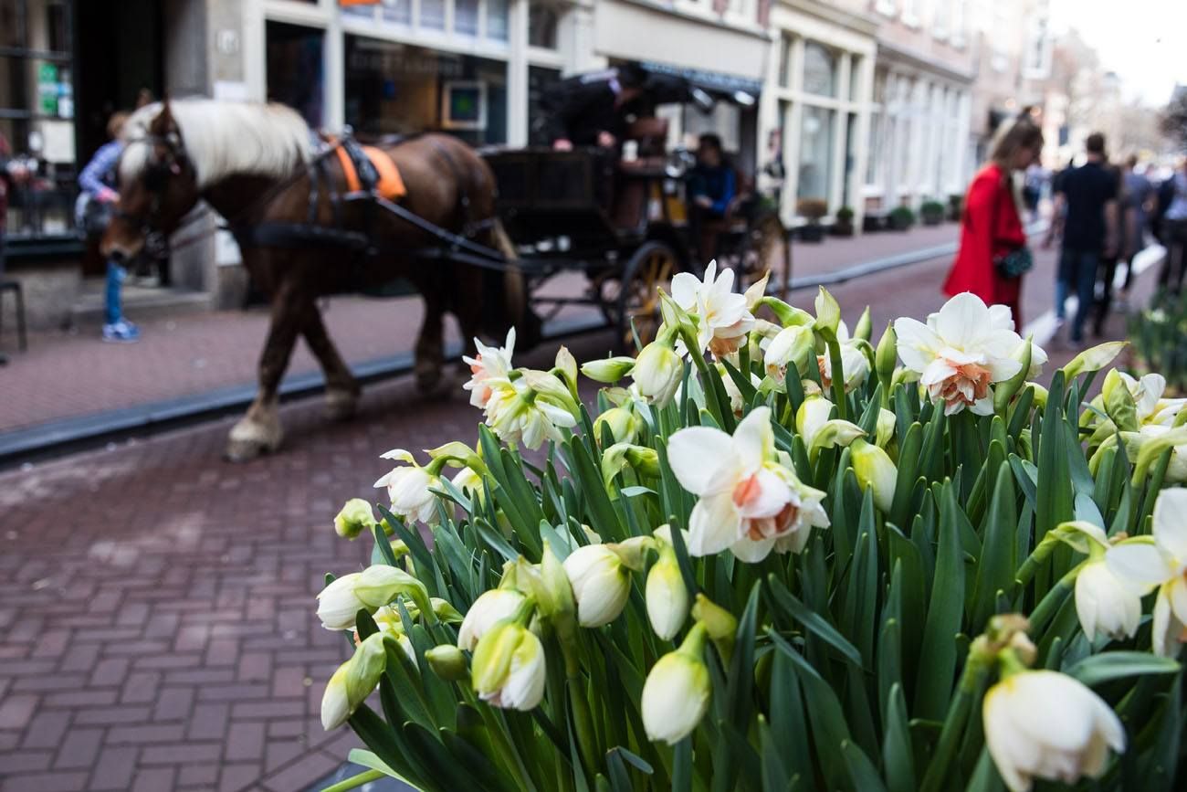 Strolling through Amsterdam