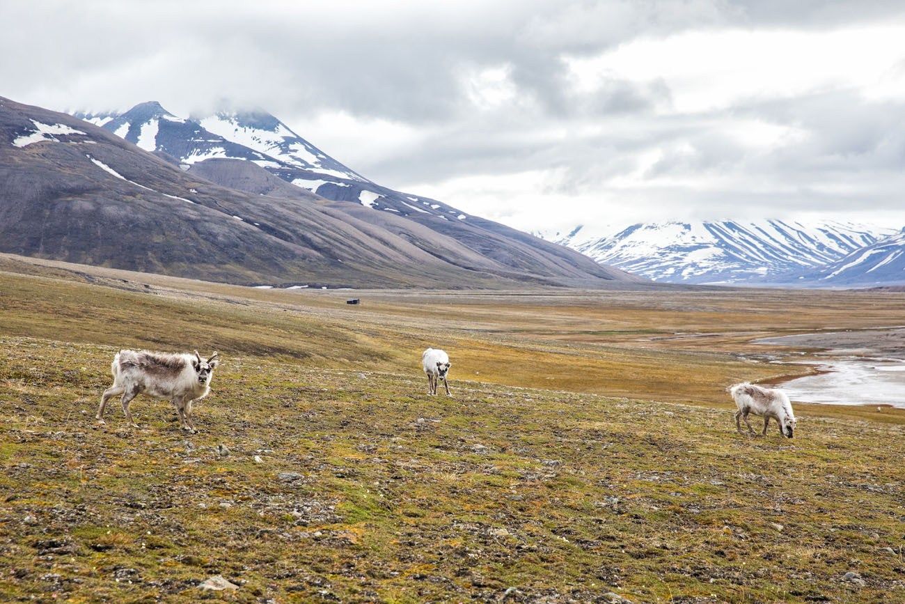 Svalbard Reindeer