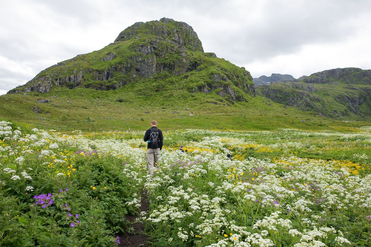 Lofoten Wildflowers