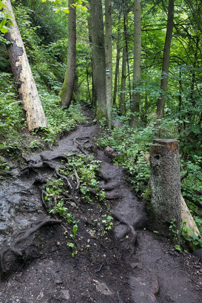 Muddy Trail