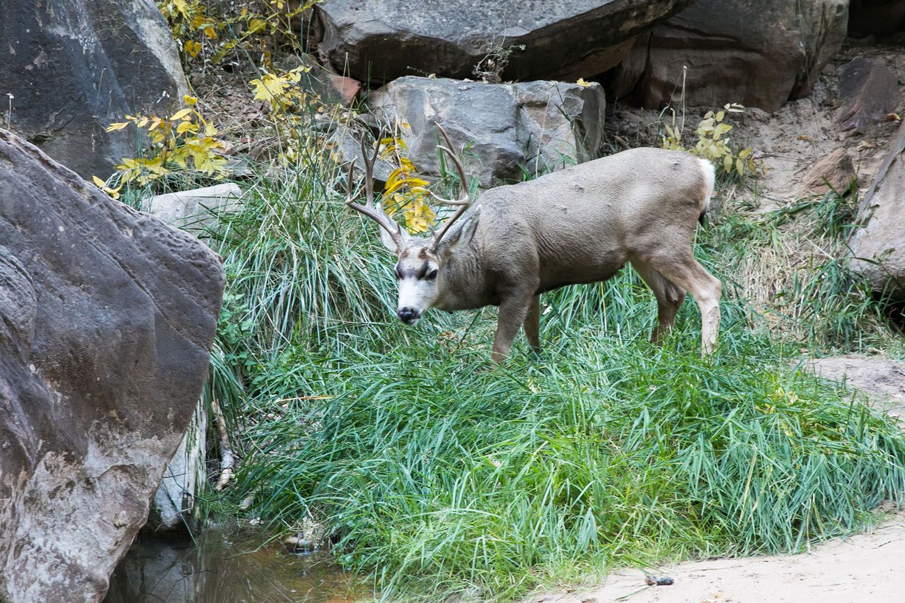 Deer in the Narrows