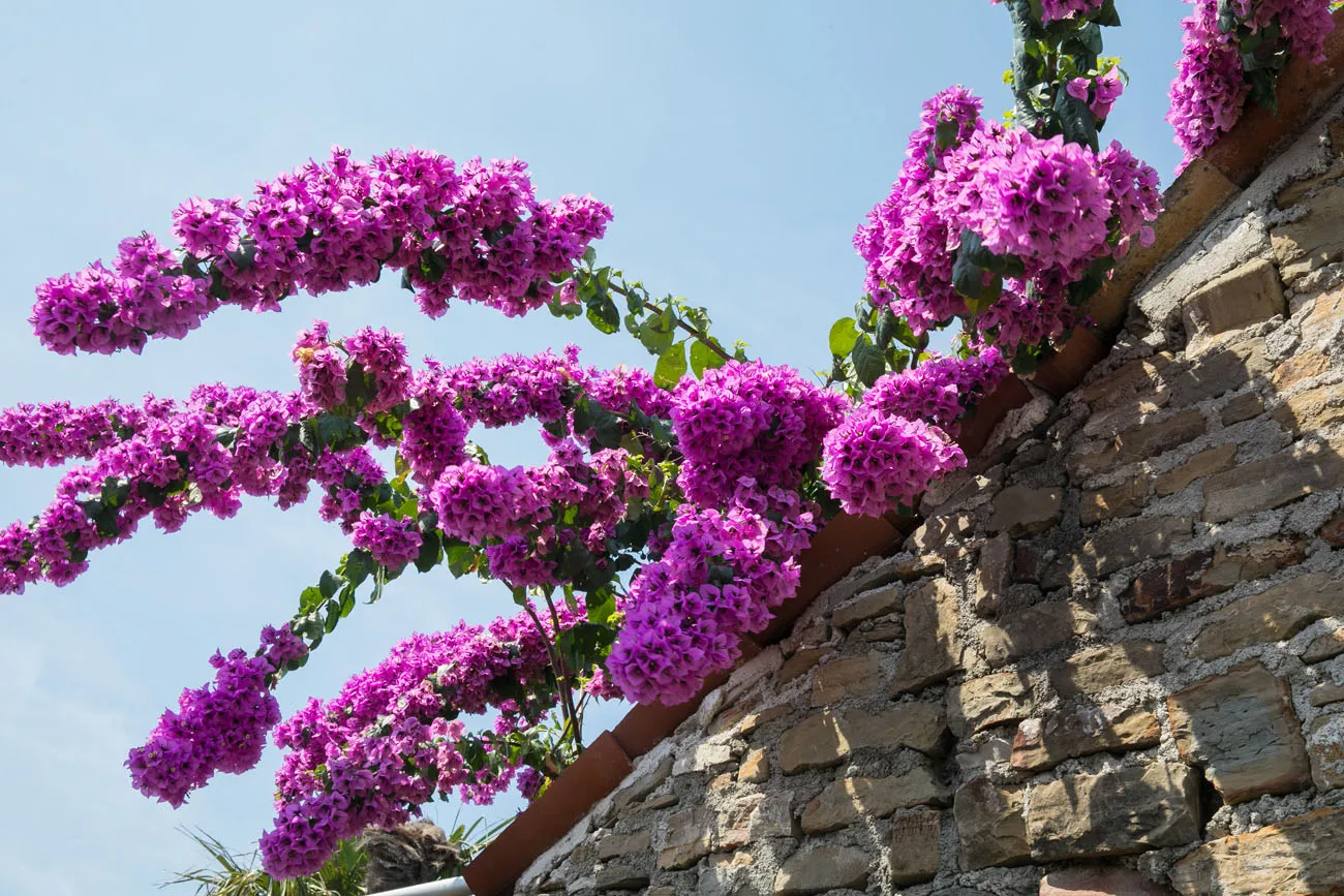 Flowers in Piran