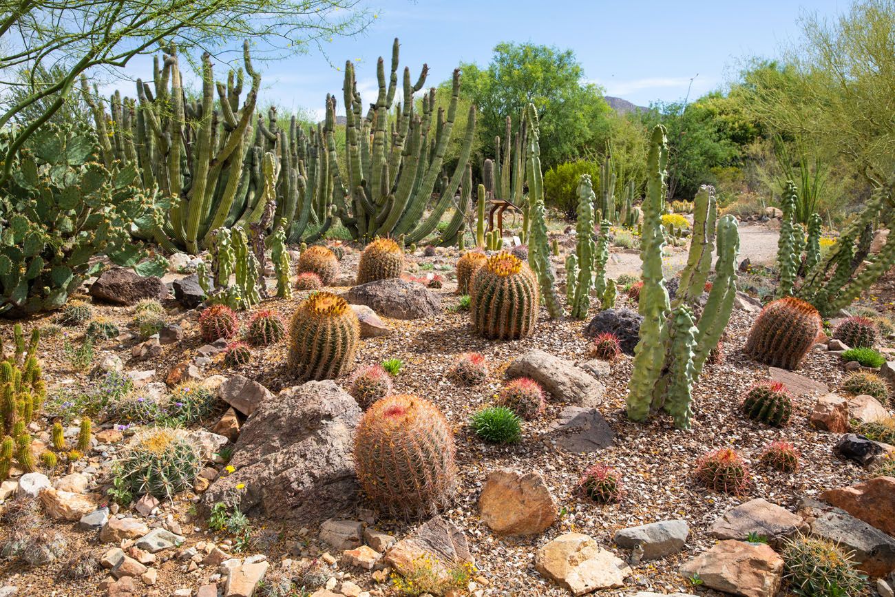 Arizona Sonora Desert Museum