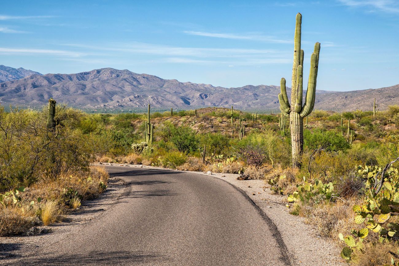 Cactus Forest Loop