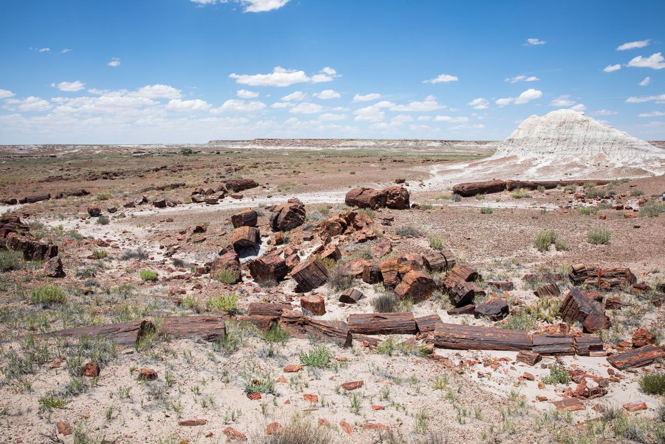 Long Logs Trail