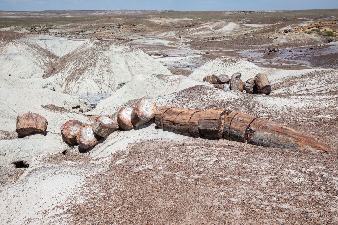 Petrified Log