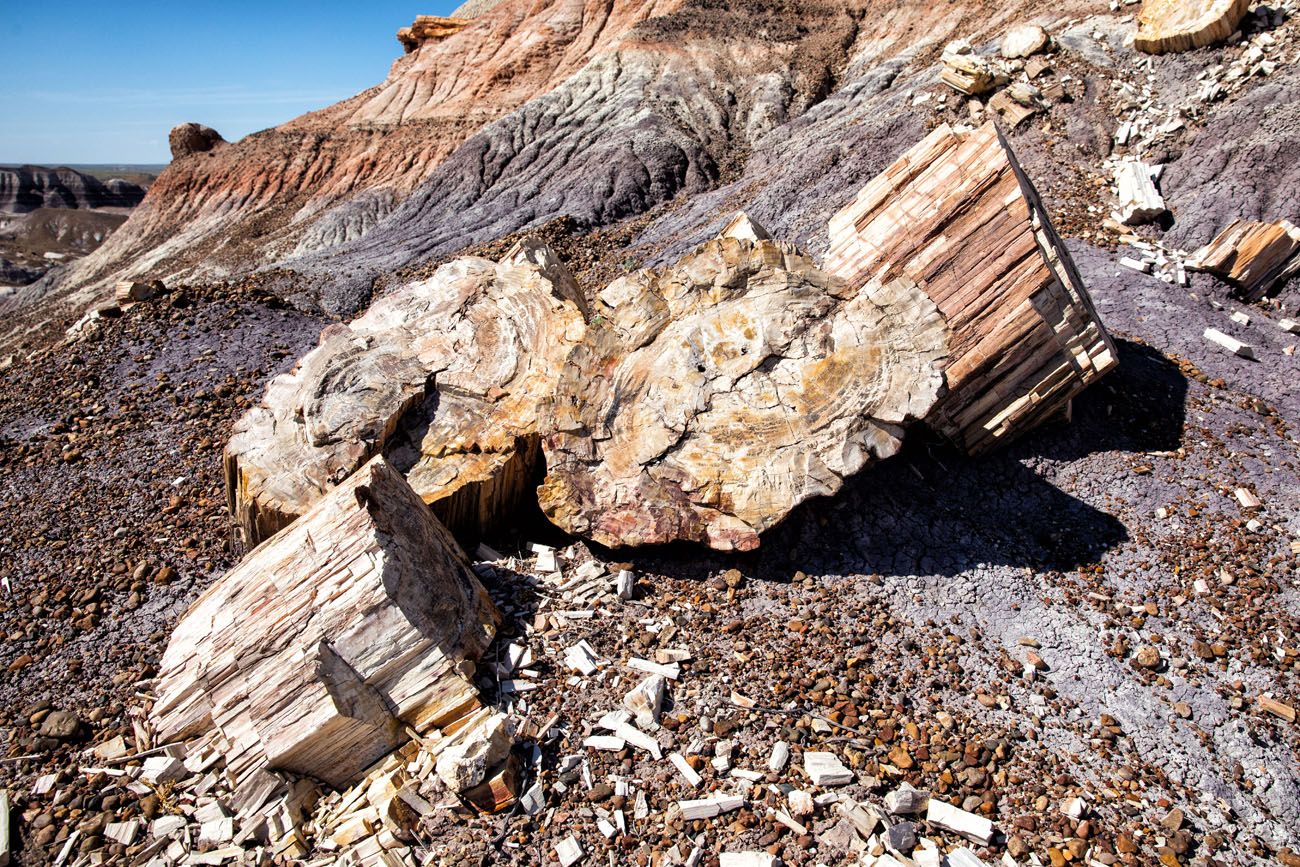 Petrified Wood Arizona