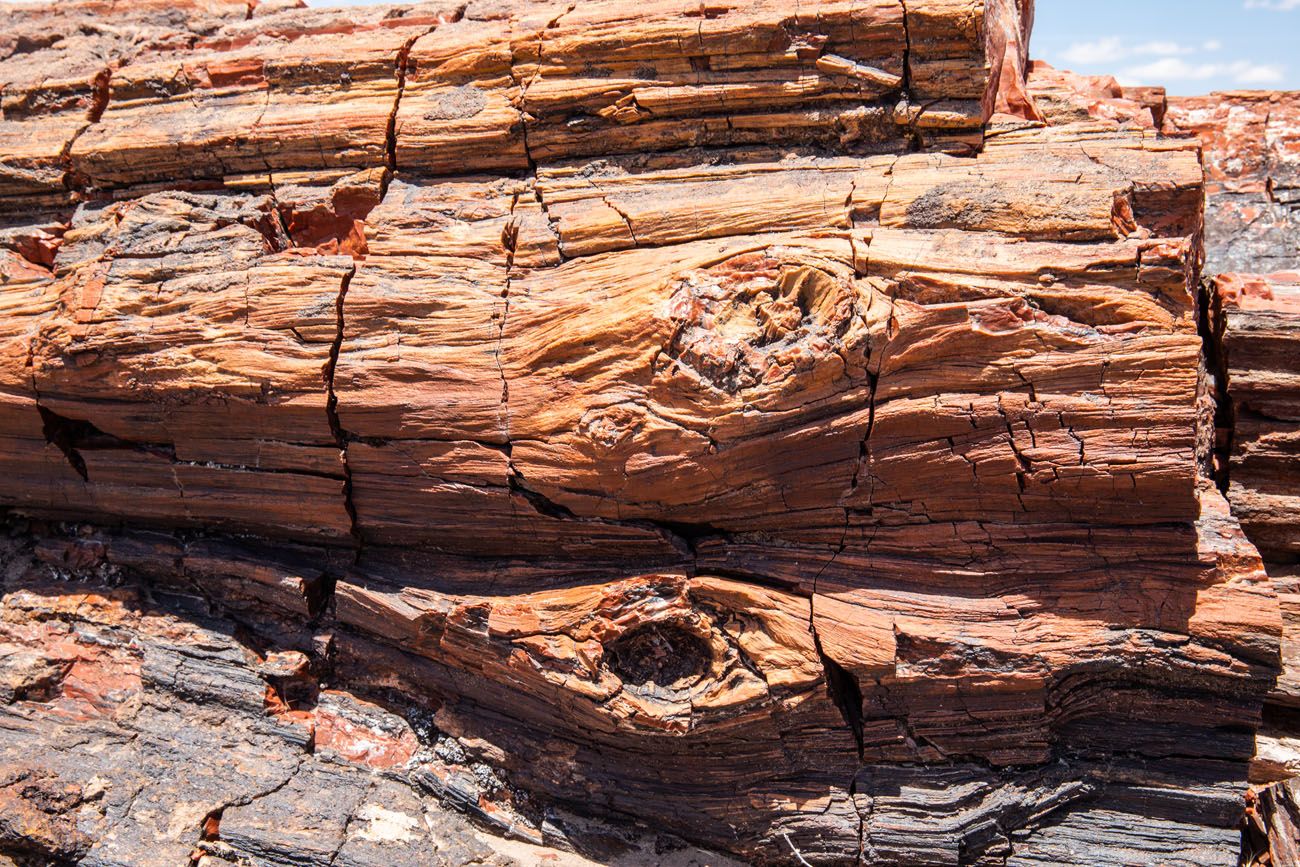 Petrified Wood Photo