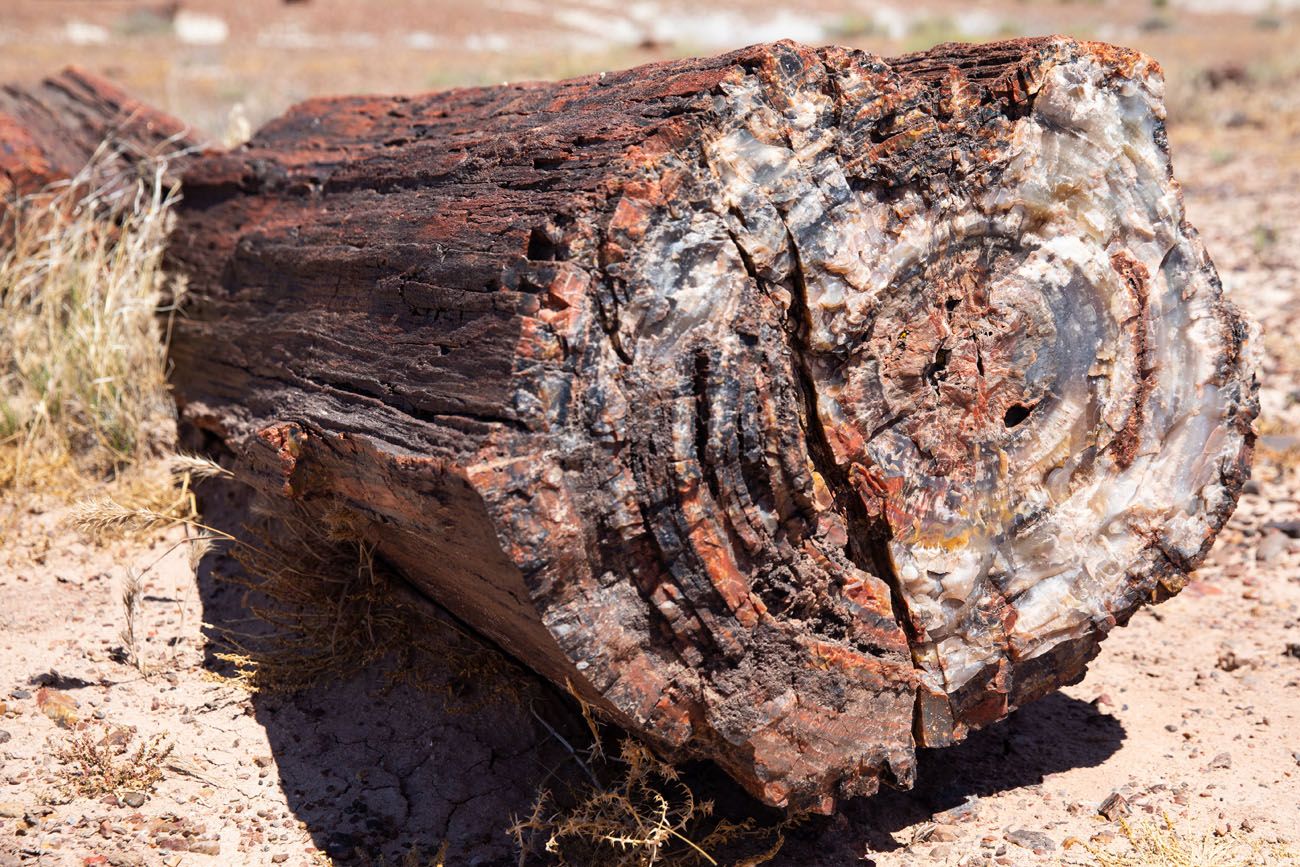 Petrified Wood