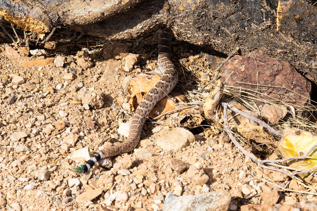 Rattlesnake Tail