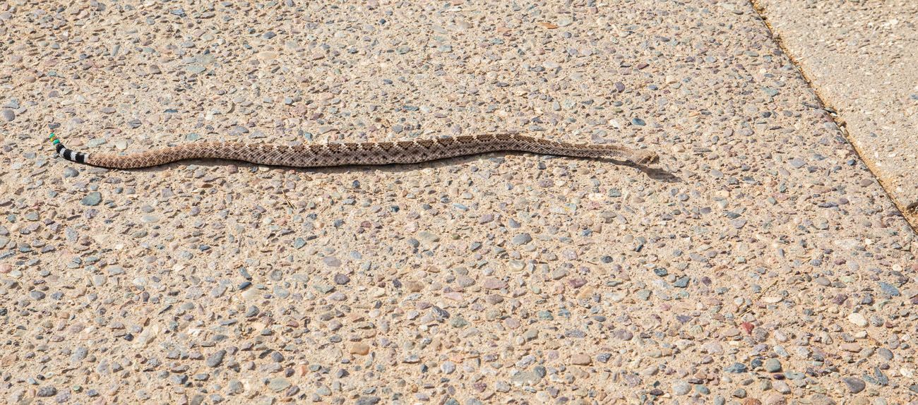 Rattlesnake