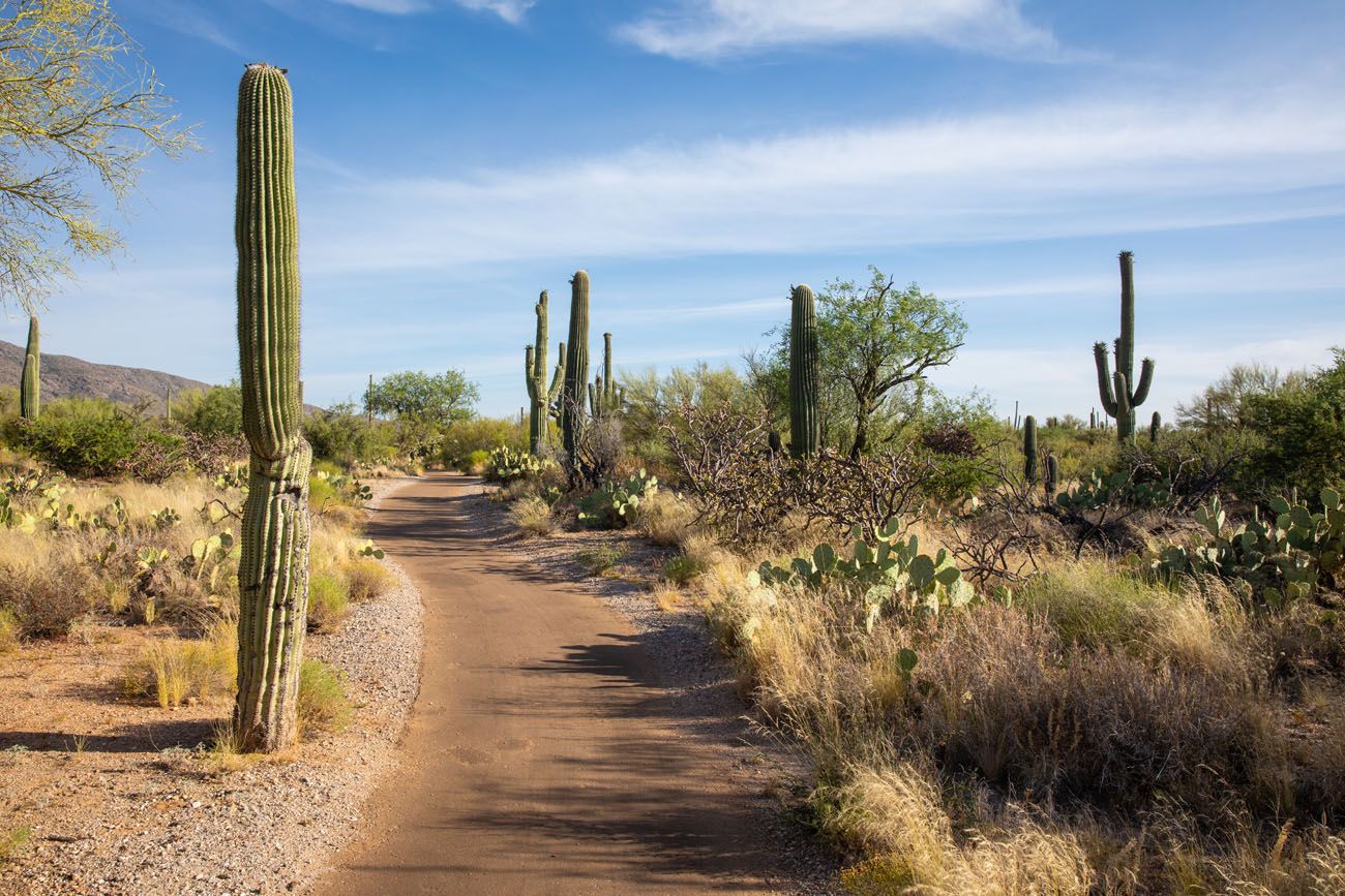 Saguaro Arizona