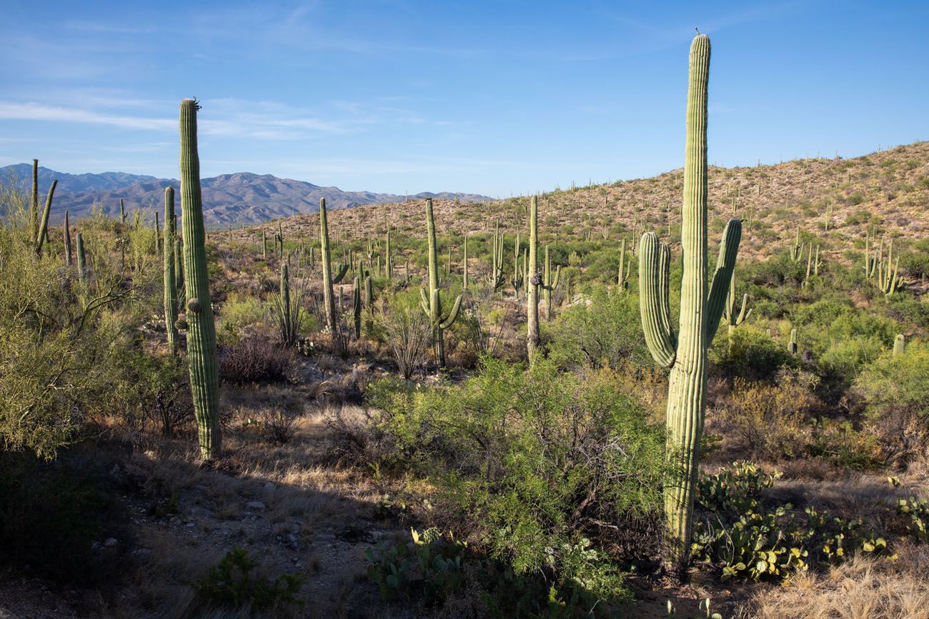 Saguaro Cactus